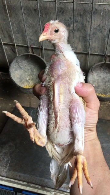 Gà tre Asil lai nòi Asil x Thái. Mua bán Gà tại Quận Cái Răng Cần Thơ được đăng bởi Trai Cần Thơ 65 hình 1