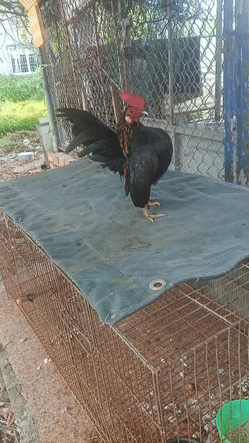 Gà mini có gl . Mua bán Gà tại Quận Cái Răng Cần Thơ được đăng bởi Hữu Trọng hình 1