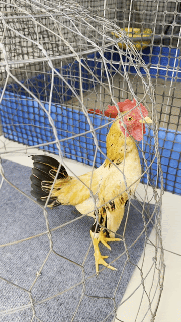 Gà bắt cộc. Mua bán Gà tại Quận 7 Tp Hồ Chí Minh được đăng bởi Huệ hình 1