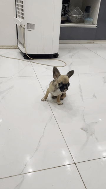 Chó Chihuahua 3 tháng màu Nâu. Mua bán Chó tại Quận Ngô Quyền Hải Phòng được đăng bởi Điện Tử Điện Lạnh Trường Phương hình 1