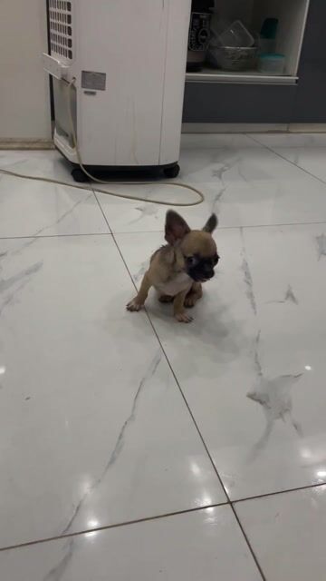 Chó Chihuahua 3 tháng màu Nâu. Mua bán Chó tại Quận Ngô Quyền Hải Phòng được đăng bởi Điện Tử Điện Lạnh Trường Phương hình 1