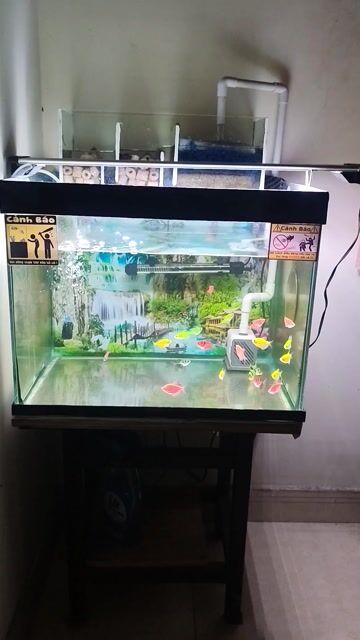 Hồ cá 5x5x4 kèm phụ kiện. Mua bán Phụ kiện, Thức ăn, Dịch vụ tại Quận 12 Tp Hồ Chí Minh được đăng bởi Chim hình 1