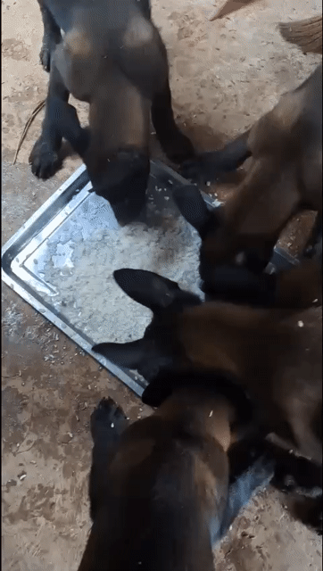 Chó Malinois Cái 6-7kg Nâu đen. Mua bán Chó tại Quận Bình Tân Tp Hồ Chí Minh được đăng bởi Nguyễn Hồng quan hình 1