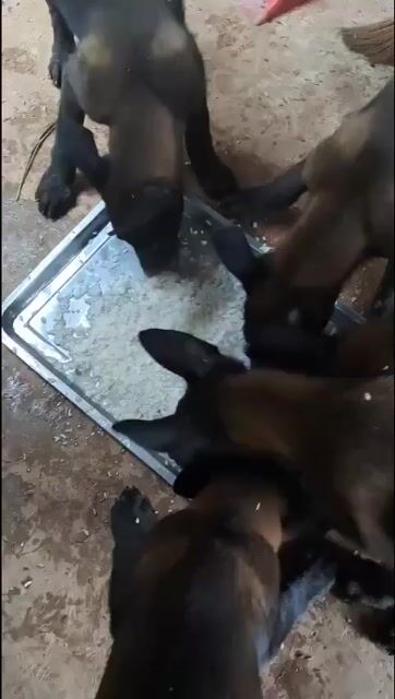 Chó Malinois Cái 6-7kg Nâu đen. Mua bán Chó tại Quận Bình Tân Tp Hồ Chí Minh được đăng bởi Nguyễn Hồng quan hình 1