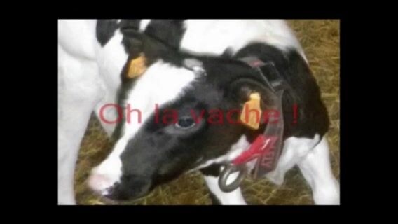 La méthanisation : Oh la vache !