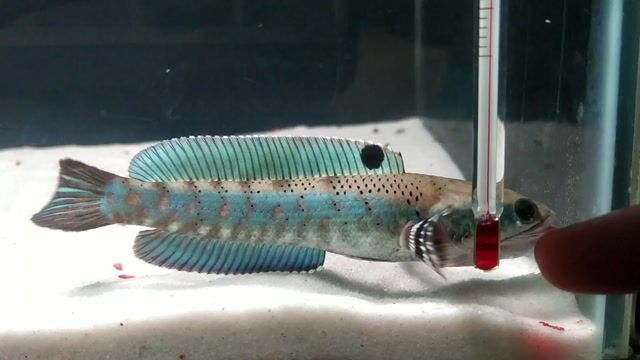 Cá cảnh PHDV Đa sắc 12-13cm. Mua bán Thú cưng khác tại Huyện Tư Nghĩa Quảng Ngãi được đăng bởi Trí Bùi hình 1