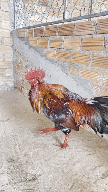 xanh bông 3kg. Mua bán Gà tại Huyện Châu Thành Sóc Trăng được đăng bởi Gà đá miền Tây hình 1