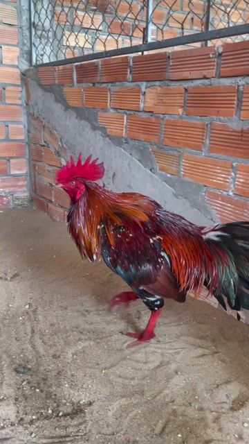xanh bông 3kg. Mua bán Gà tại Huyện Châu Thành Sóc Trăng được đăng bởi Gà đá miền Tây hình 1