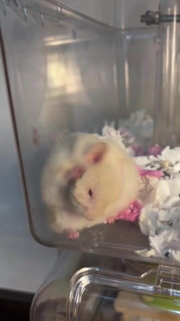 Hamster Lông xù đực Mũi Cam F1. Mua bán Thú cưng khác tại Thành phố Thủ Đức Tp Hồ Chí Minh được đăng bởi Hamster Nest hình 3