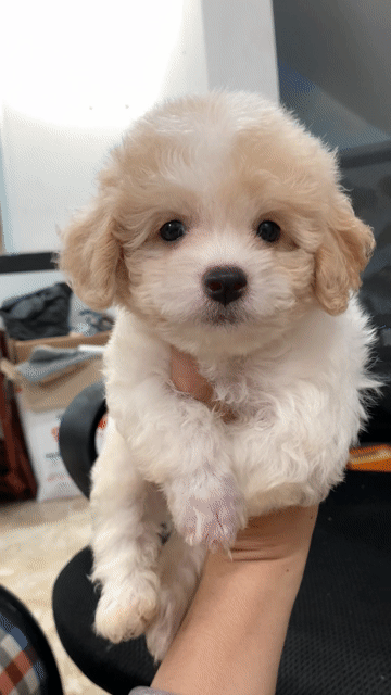 Bé trai Poodle tiny lùn. Mua bán Chó tại Quận Bình Thạnh Tp Hồ Chí Minh được đăng bởi PET SHOP NẮNG hình 1