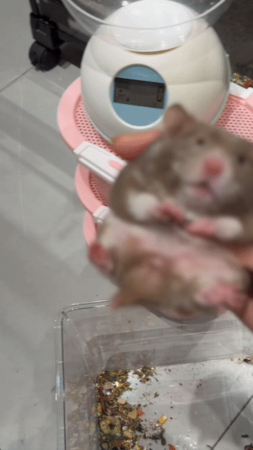Hamster Poly Chocolate lông sát F0. Mua bán Thú cưng khác tại Thành phố Thủ Đức Tp Hồ Chí Minh được đăng bởi Hamster Nest hình 1