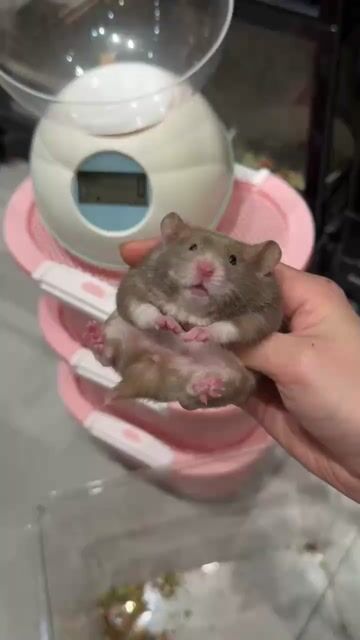 Hamster Poly Chocolate lông sát F0. Mua bán Thú cưng khác tại Thành phố Thủ Đức Tp Hồ Chí Minh được đăng bởi Hamster Nest hình 1