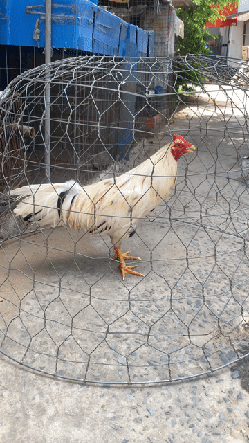 Bướm 2k650 tay tốt lông mới. Mua bán Gà tại Thành phố Long Xuyên An Giang được đăng bởi Ngân Long Xuyên hình 1