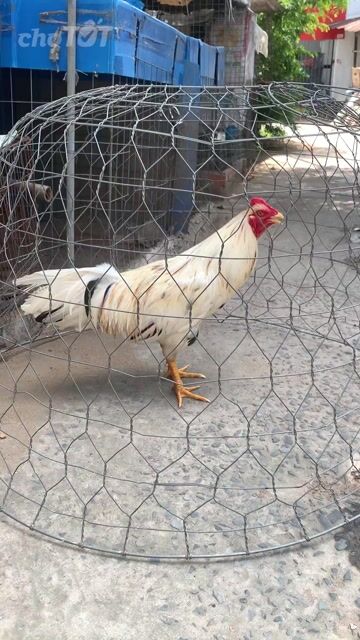 Bướm 2k650 tay tốt lông mới. Mua bán Gà tại Thành phố Long Xuyên An Giang được đăng bởi Ngân Long Xuyên hình 1