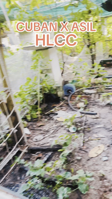 Gà trống Cuban X Asil hàng chuẩn. Mua bán Gà tại Huyện Củ Chi Tp Hồ Chí Minh được đăng bởi Hiền Lý Củ Chi  hình 1