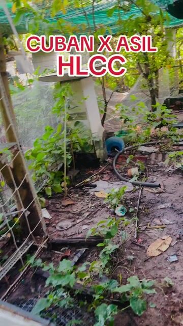 Gà trống Cuban X Asil hàng chuẩn. Mua bán Gà tại Huyện Củ Chi Tp Hồ Chí Minh được đăng bởi Hiền Lý Củ Chi  hình 1