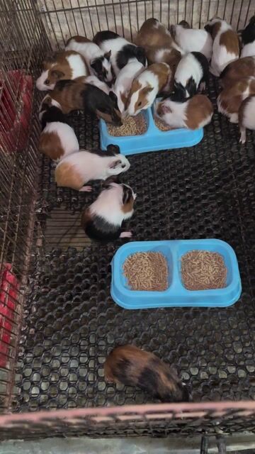 Bọ Ú nhiều màu đẹp.... Mua bán Thú cưng khác tại Quận Bình Thạnh Tp Hồ Chí Minh được đăng bởi Nông trại thỏ và bọ hình 1