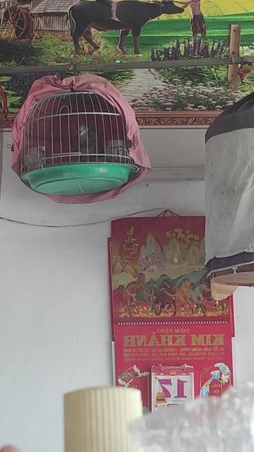 chim cu gáy 2 hậu đã gáy gù. Mua bán Chim tại Huyện Bình Chánh Tp Hồ Chí Minh được đăng bởi Tên chưa cung cấp hình 1