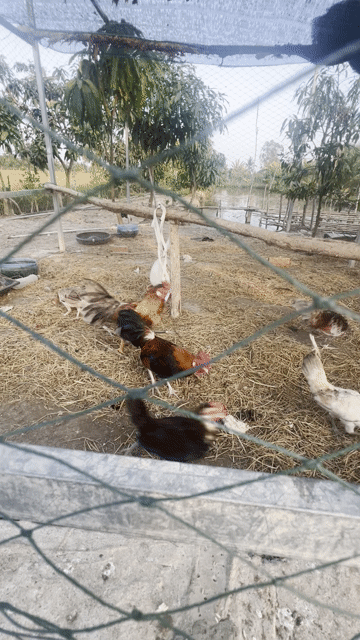 Gà Tre tơ Trống và Mái Khoẻ mạnh 6con lớn. Mua bán Gà tại Huyện Thủ Thừa Long An được đăng bởi SANG hình 1