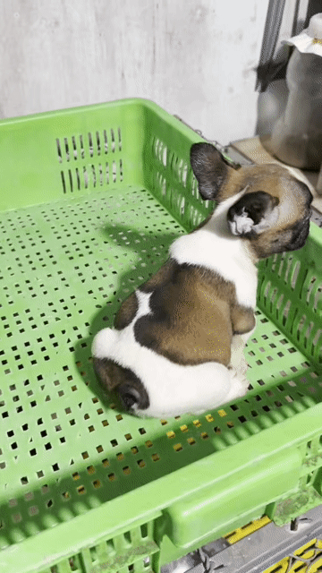 Chó bò cái con màu vàng. Mua bán Chó tại Huyện Trà Ôn Vĩnh Long được đăng bởi Thanh tùng  hình 1