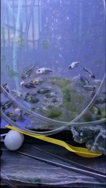 Cá la hán chuyển nhượng hết. Mua bán Thú cưng khác tại Quận 7 Tp Hồ Chí Minh được đăng bởi La Hán Cùi Bắp hình 1