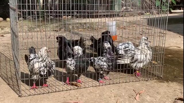 Chim bồ câu King Hà Lan Tiger. Mua bán Chim tại Huyện Mỹ Tú Sóc Trăng được đăng bởi Nguyễn Chân hình 1