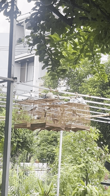 Chim chào mào, chim cafe. Mua bán Chim tại Quận Tân Phú Tp Hồ Chí Minh được đăng bởi Sy Thinh hình 1