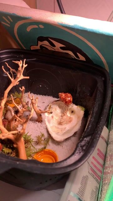 Ốc Mượn Hồn (Cua ẩn sĩ nhiều màu). Mua bán Thú cưng khác tại Huyện Long Thành Đồng Nai được đăng bởi Phan Tiền Sang hình 1