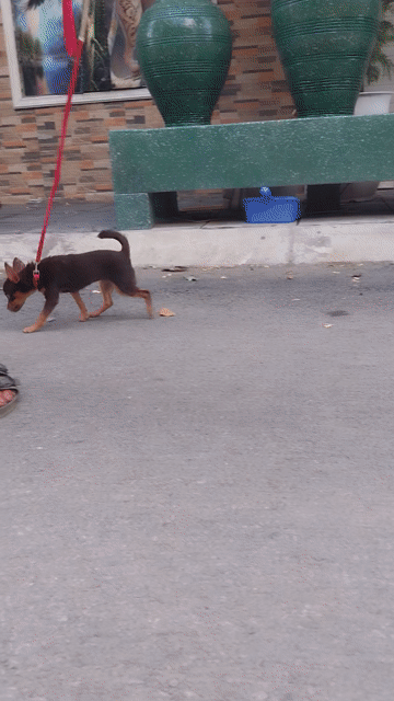 Chó Phốc Chihuahua cái 6 tháng đã tiêm. Mua bán Chó tại Quận Hoàng Mai Hà Nội được đăng bởi thiện nhân hình 1
