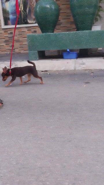 Chó Phốc Chihuahua cái 6 tháng đã tiêm. Mua bán Chó tại Quận Hoàng Mai Hà Nội được đăng bởi thiện nhân hình 1