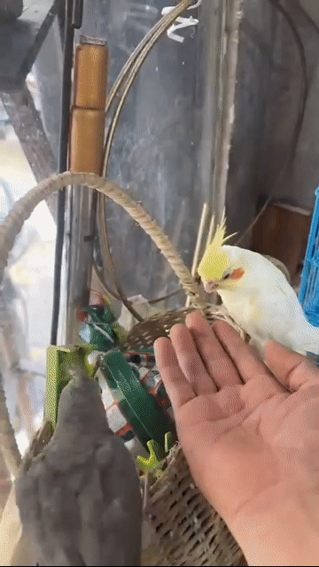Chim Cockatiel Lutino Vàng . Mua bán Chim tại Quận 11 Tp Hồ Chí Minh được đăng bởi Trường Trần hình 1