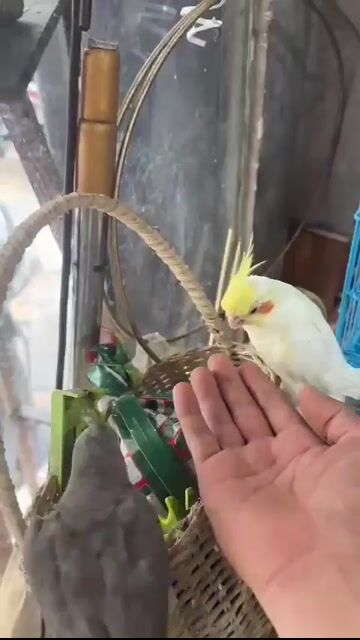 Chim Cockatiel Lutino Vàng . Mua bán Chim tại Quận 11 Tp Hồ Chí Minh được đăng bởi Trường Trần hình 1