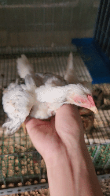 Gà tre cảnh Trắng. Mua bán Gà tại Huyện Châu Phú An Giang được đăng bởi Gà kiểng hình 1