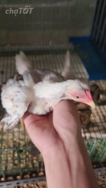 Gà tre cảnh Trắng. Mua bán Gà tại Huyện Châu Phú An Giang được đăng bởi Gà kiểng hình 1