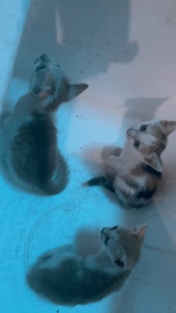 Mèo con nhiều màu. Mua bán Mèo tại Huyện Thường Tín Hà Nội được đăng bởi Nguyễn Sơn Tùng hình 1
