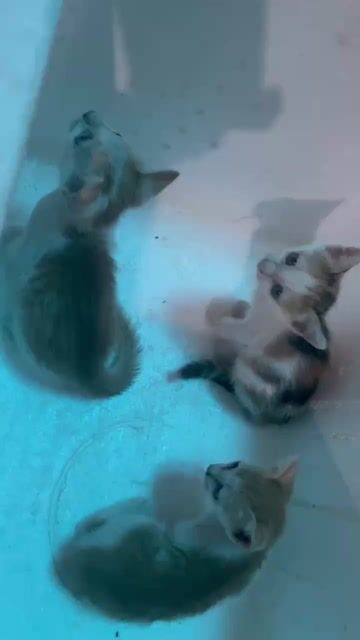 Mèo con nhiều màu. Mua bán Mèo tại Huyện Thường Tín Hà Nội được đăng bởi Nguyễn Sơn Tùng hình 1
