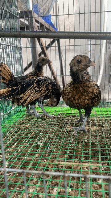 Gà trống 3 tháng tuổi Đen vàng làm cảnh. Mua bán Gà tại Huyện Bình Chánh Tp Hồ Chí Minh được đăng bởi Trần Ngọc  hình 1