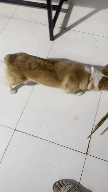 Chó Corgi cái đã tiêm phòng. Mua bán Chó tại Huyện Hóc Môn Tp Hồ Chí Minh được đăng bởi hưng hình 1