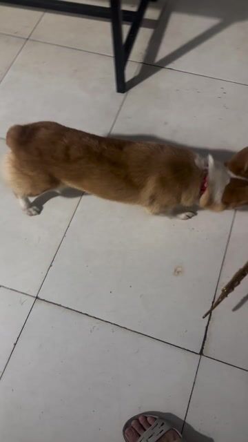 Chó Corgi cái đã tiêm phòng. Mua bán Chó tại Huyện Hóc Môn Tp Hồ Chí Minh được đăng bởi hưng hình 1