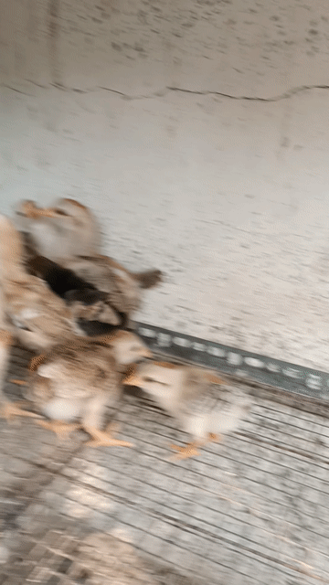Gà con nhiều màu. Mua bán Gà tại Huyện Quốc Oai Hà Nội được đăng bởi vinh hình 1