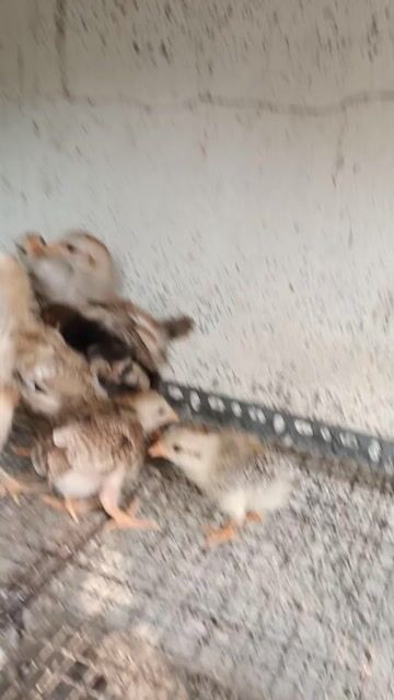 Gà con nhiều màu. Mua bán Gà tại Huyện Quốc Oai Hà Nội được đăng bởi vinh hình 1