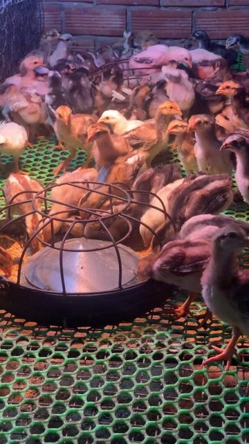 Gà đòn con 1 tháng tuổi. Mua bán Gà tại Thị xã Bến Cát Bình Dương được đăng bởi phú xuân hình 1