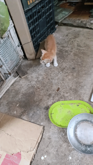 cho mèo con. Mua bán Mèo tại Thành phố Rạch Giá Kiên Giang được đăng bởi Kien Giang Kho hình 1