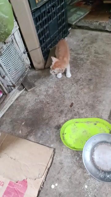 cho mèo con. Mua bán Mèo tại Thành phố Rạch Giá Kiên Giang được đăng bởi Kien Giang Kho hình 1