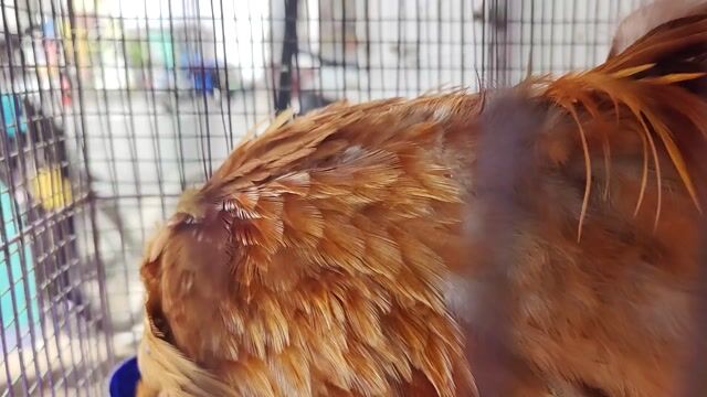 Gà tre trống khét đuôi dài trưởng thành. Mua bán Gà tại Quận 11 Tp Hồ Chí Minh được đăng bởi phuong kim huong hình 1