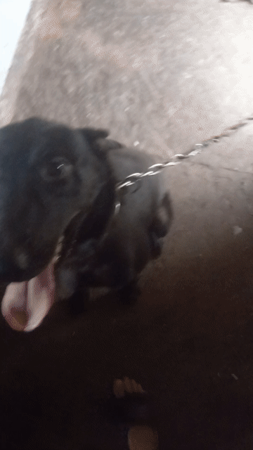 Chó Malinois F1 3 tháng. Mua bán Chó tại Huyện Thủ Thừa Long An được đăng bởi Thanh hình 1