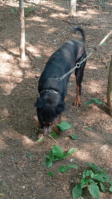 Chó Rottweiler Cái Đen vàng Khỏe mạnh. Mua bán Chó tại Huyện Trảng Bom Đồng Nai được đăng bởi Trần Văn lưu hình 1