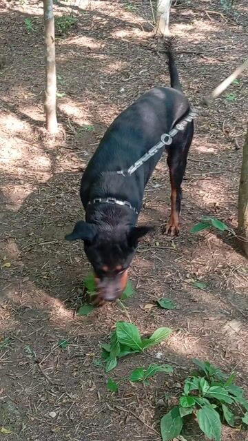 Chó Rottweiler Cái Đen vàng Khỏe mạnh. Mua bán Chó tại Huyện Trảng Bom Đồng Nai được đăng bởi Trần Văn lưu hình 1