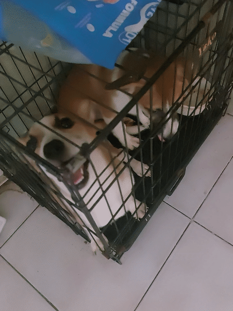 Chó Corgi lai nâu trắng 6 tháng tuổi. Mua bán Chó tại Quận 6 Tp Hồ Chí Minh được đăng bởi Nguyễn Tài hình 1
