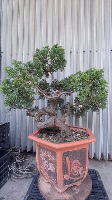 Cây cảnh Tùng kim bonsai 10 năm. Mua bán Cây cảnh, đồ trang trí tại Huyện Hải Hậu Nam Định được đăng bởi Khang Tan hình 1